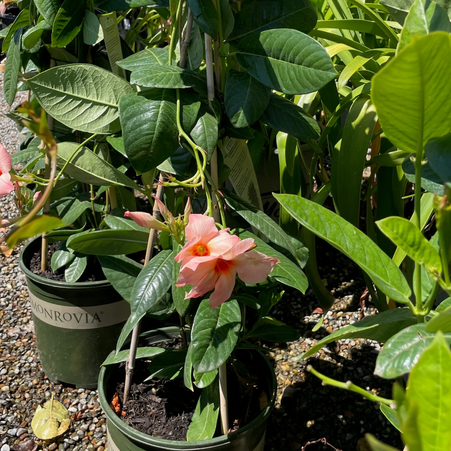 Giant Peach Sunrise Mandevilla - Image 3