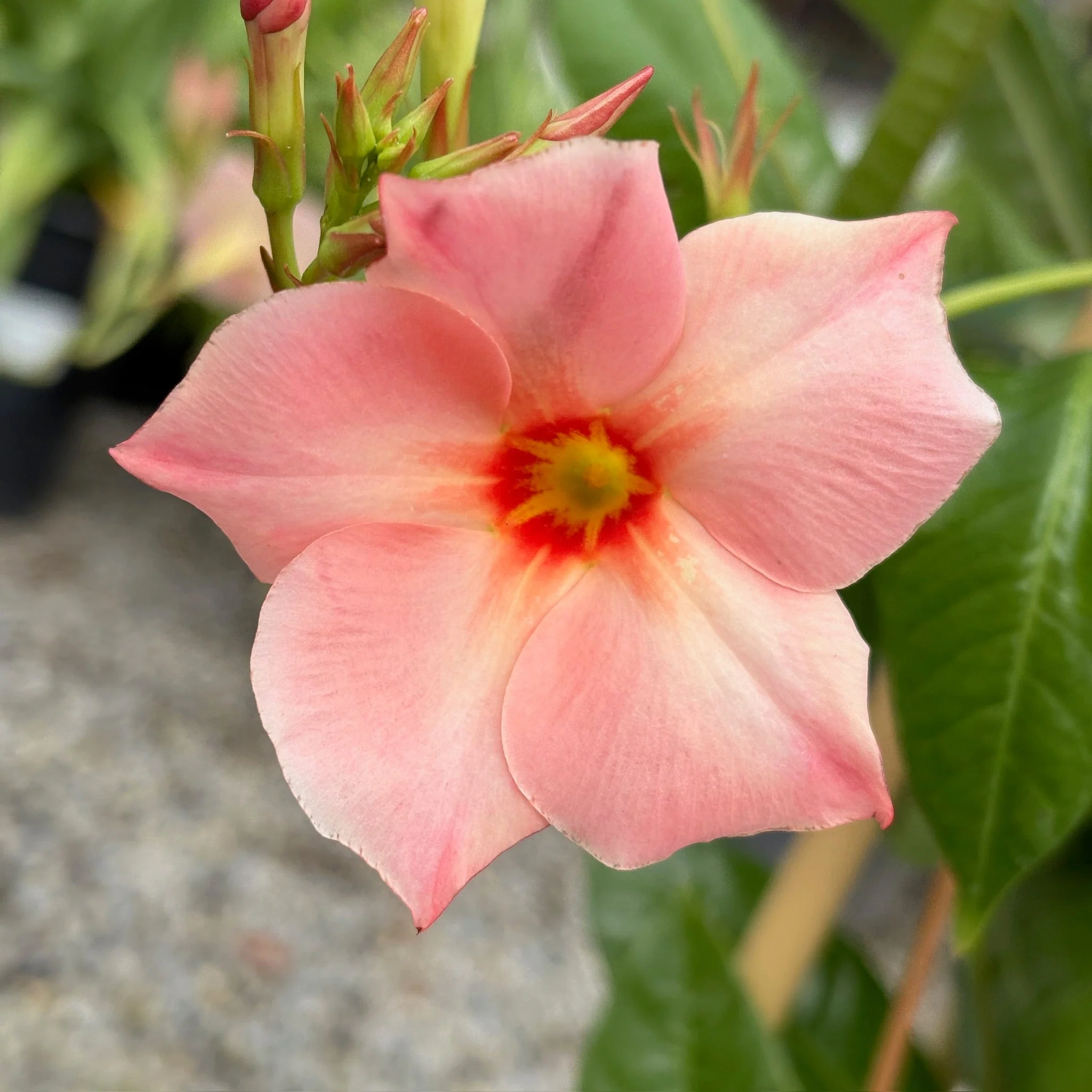 Giant Peach Sunrise Mandevilla - Image 2