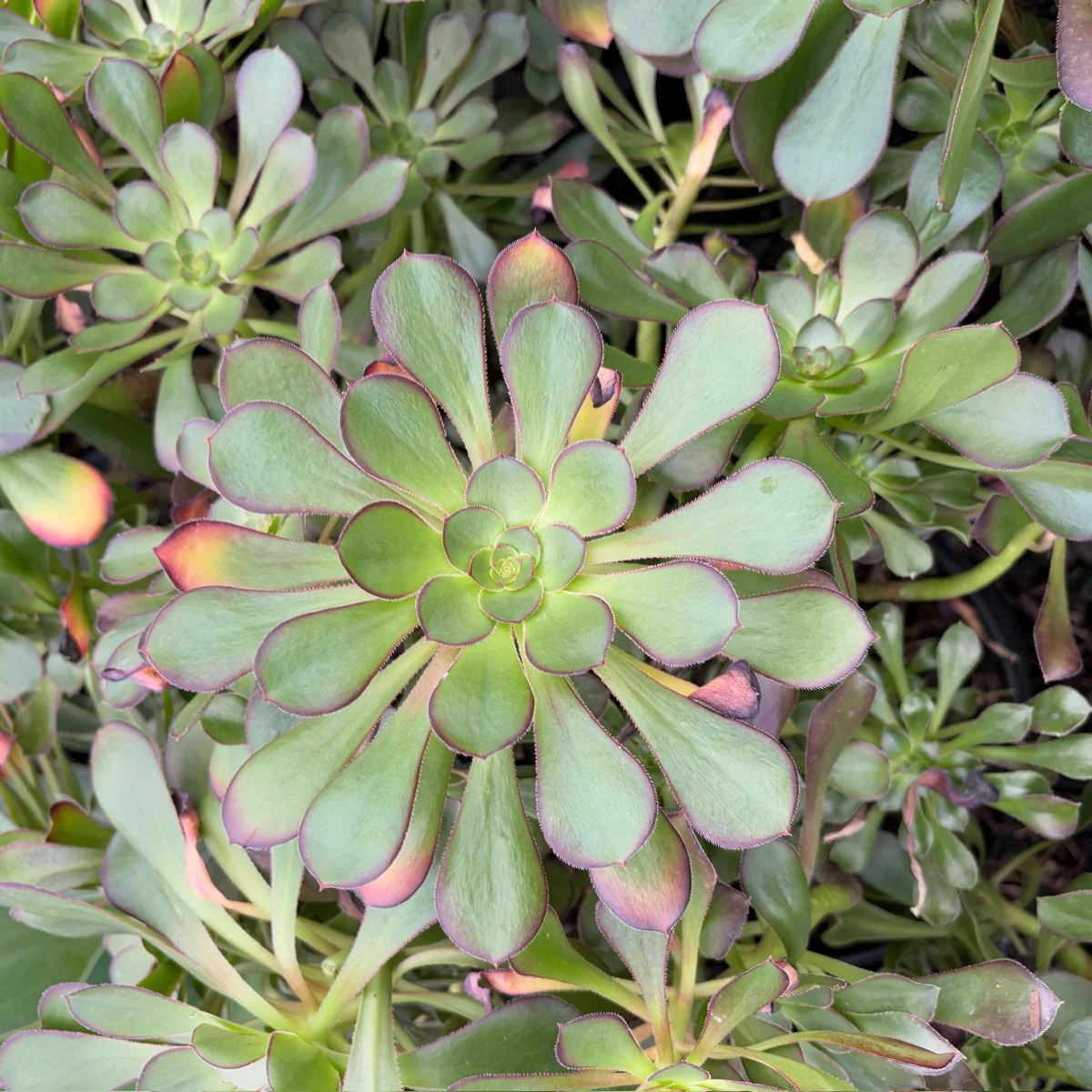 Giant Red Aeonium