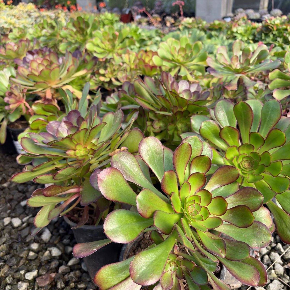 Giant Red Aeonium - Image 2