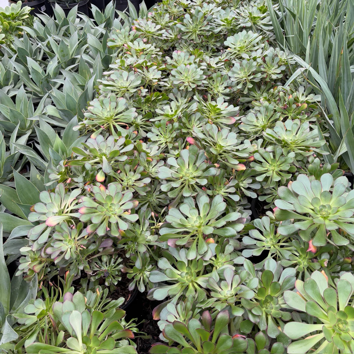 Giant Red Aeonium - Image 3