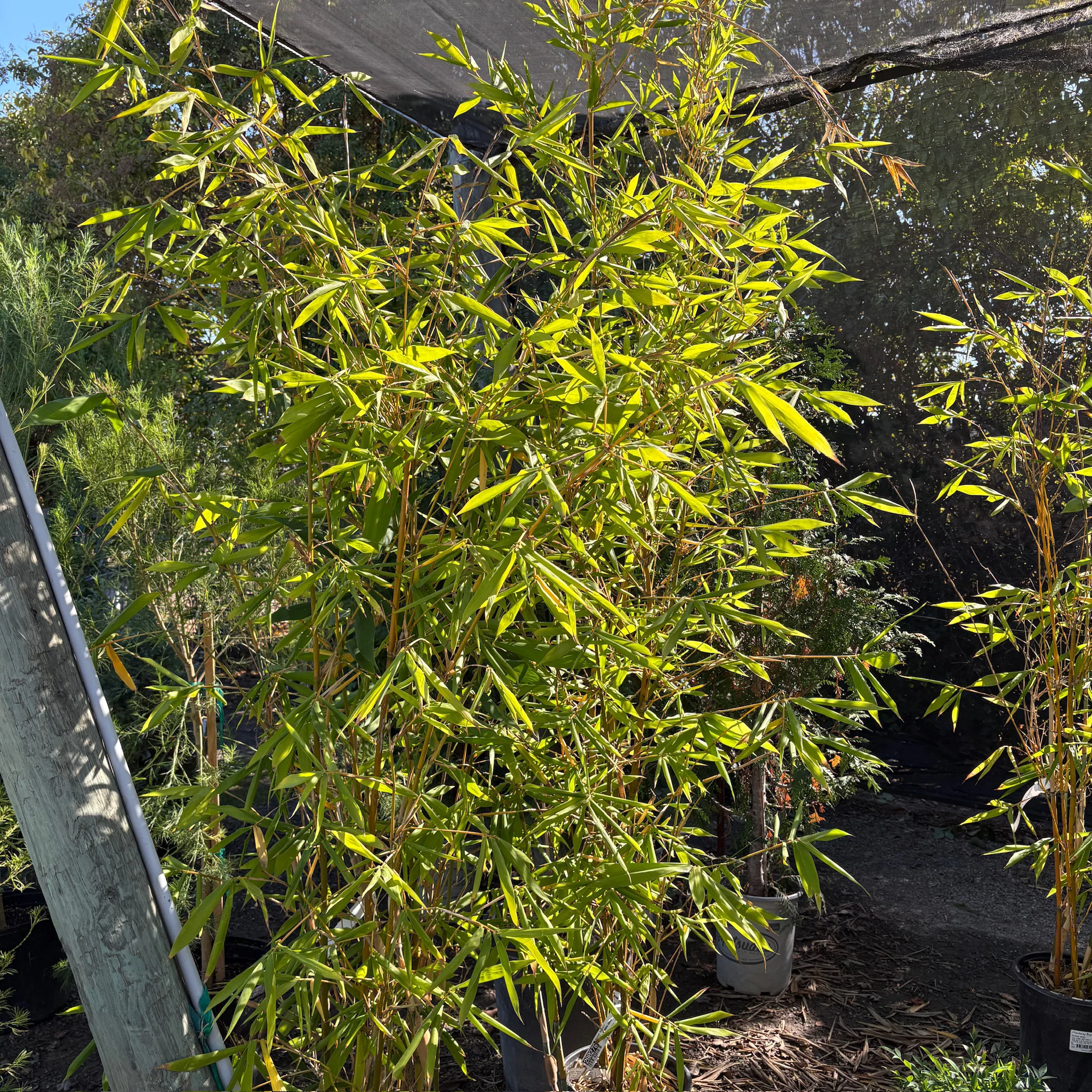 Giant Timber Bamboo - Image 2