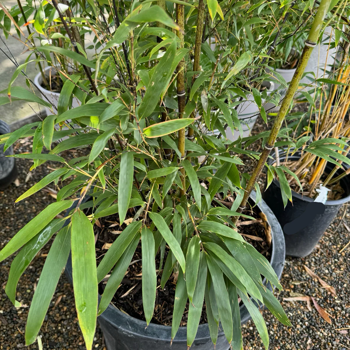 Giant Timber Bamboo - Image 3