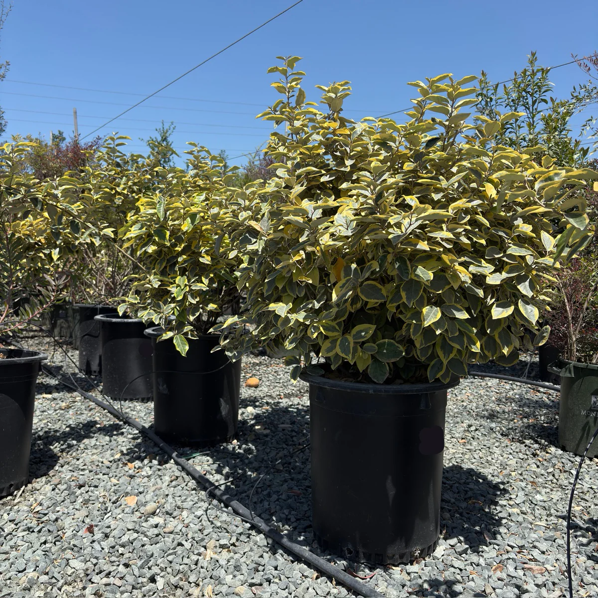 Gilt Edge Silverberry - Image 1