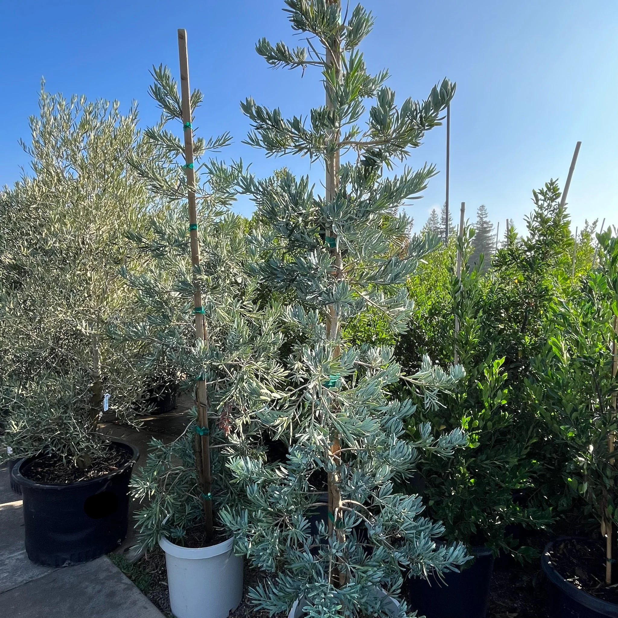 Glacier Bay Fern Pine - Image 2