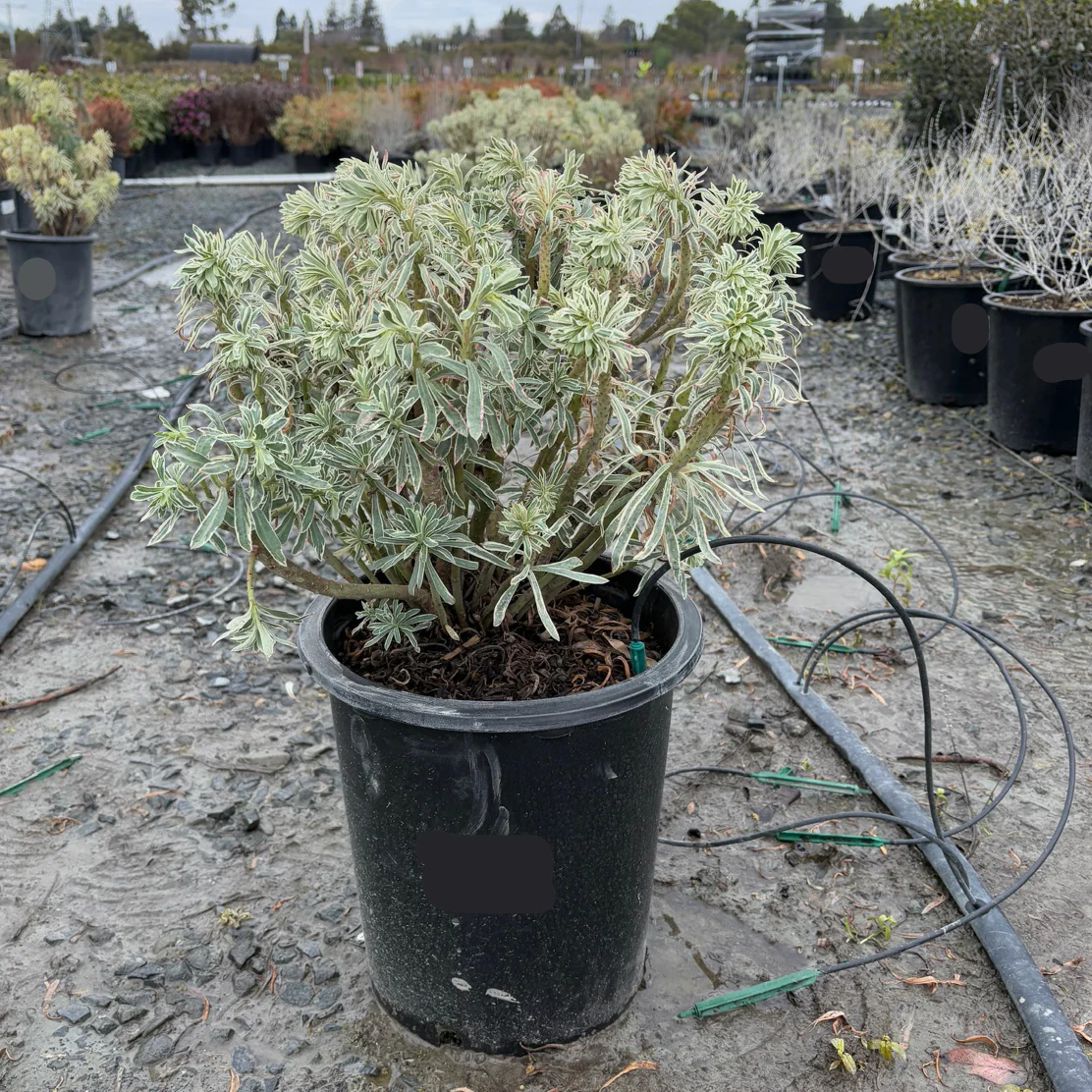 Glacier Blue Spurge