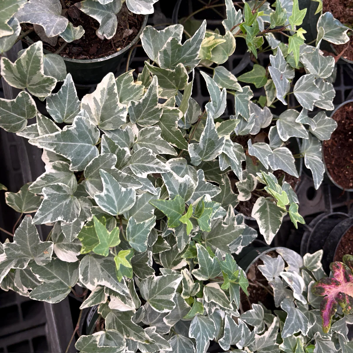 Glacier English Ivy - Image 1