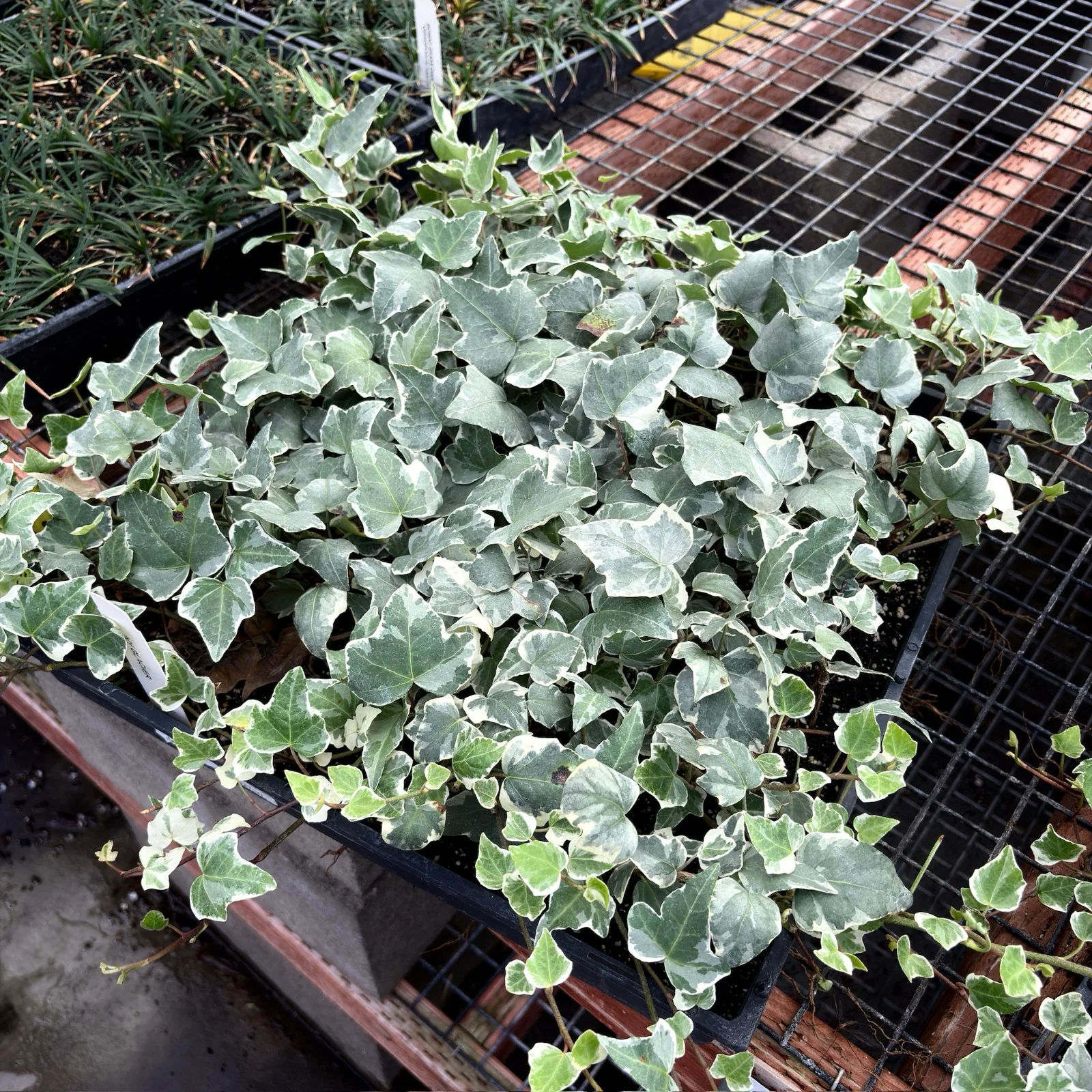Glacier English Ivy - Image 2