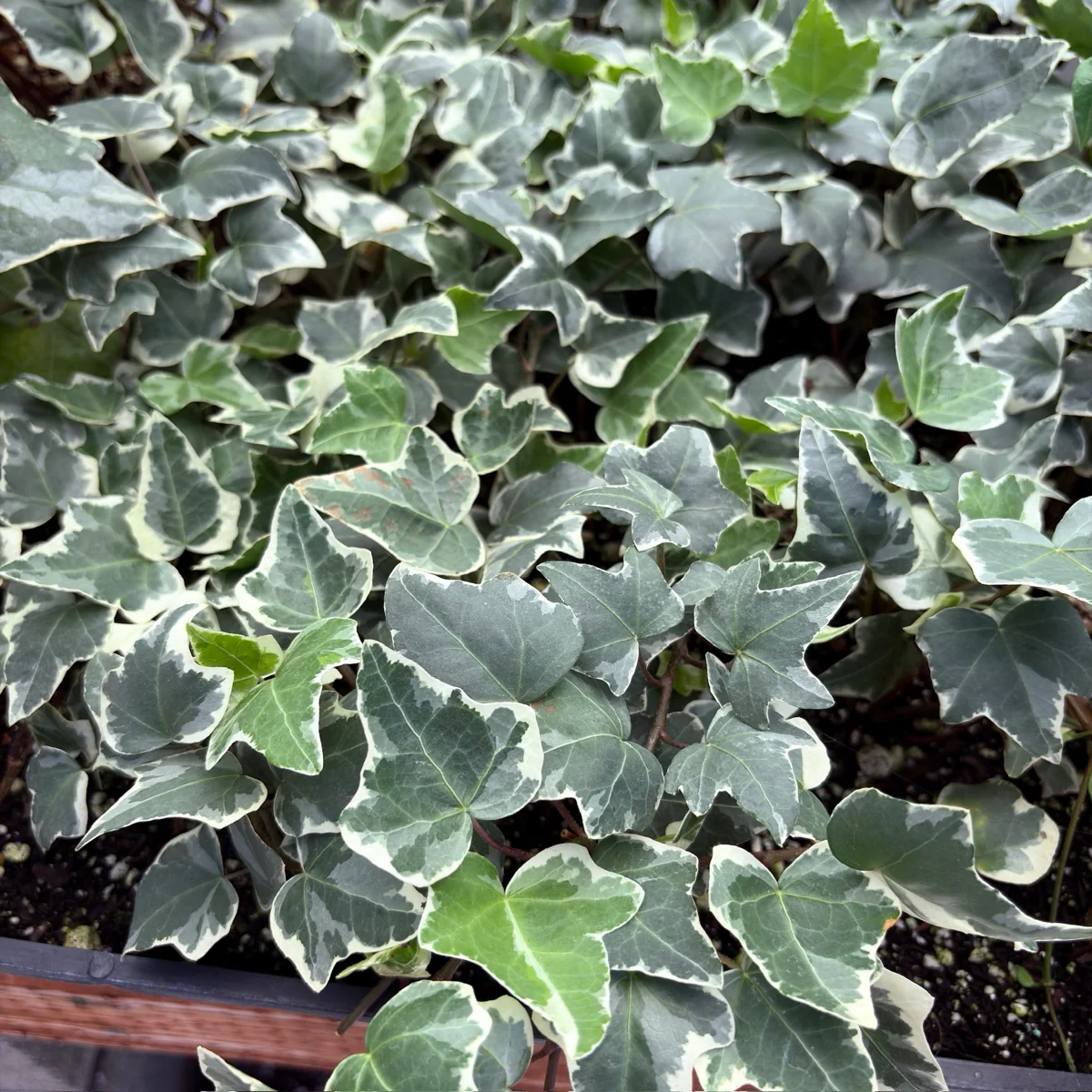 Glacier English Ivy - Image 3