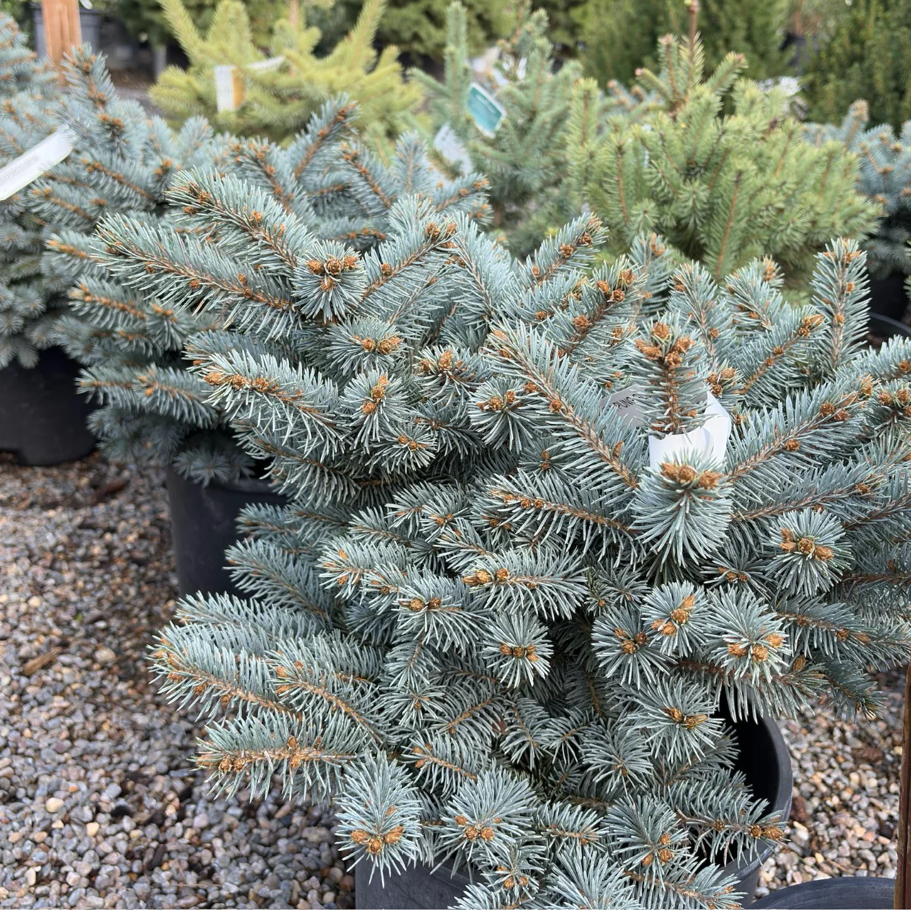 Globosa Blue Spruce - Image 2