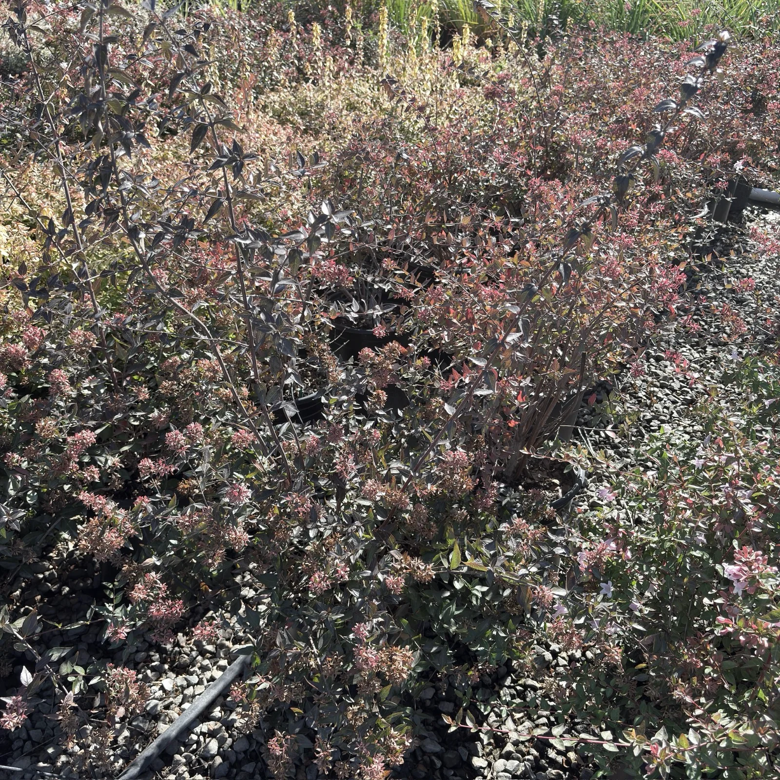 Glossy Abelia - Image 1