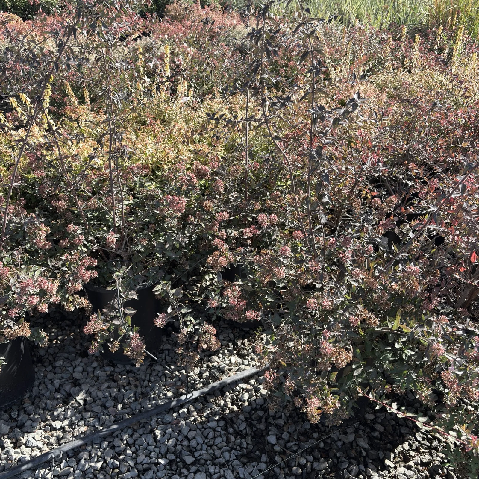 Glossy Abelia - Image 2