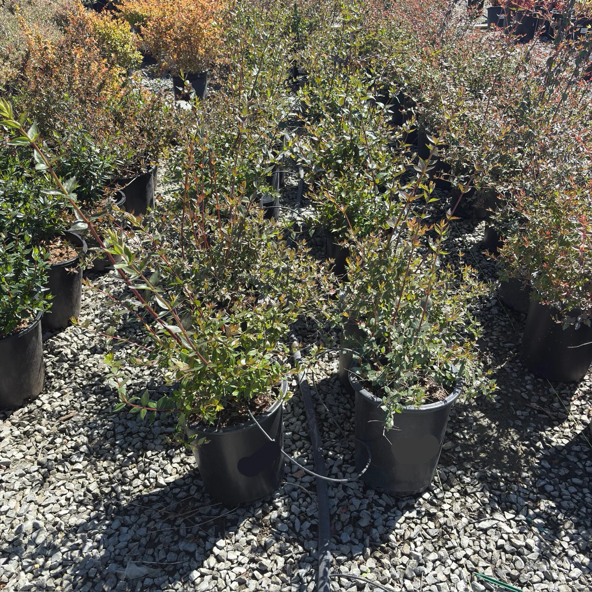 Glossy Abelia - Image 3