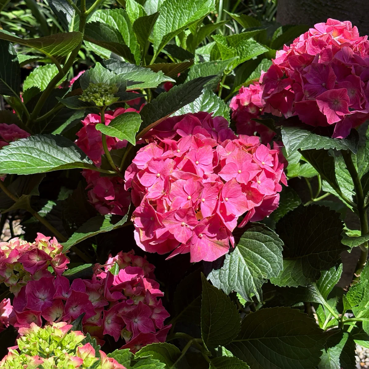 Glowing Embers Bigleaf Hydrangea - Image 1