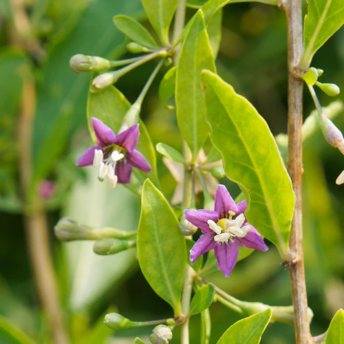 Goji Berry - Image 3
