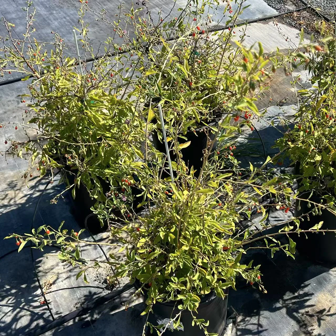 Goji Berry - Image 2