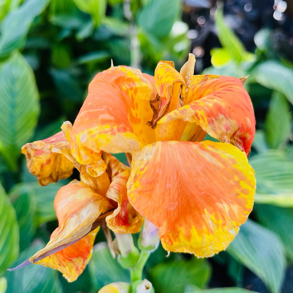 Gold Canna Lily - Image 1
