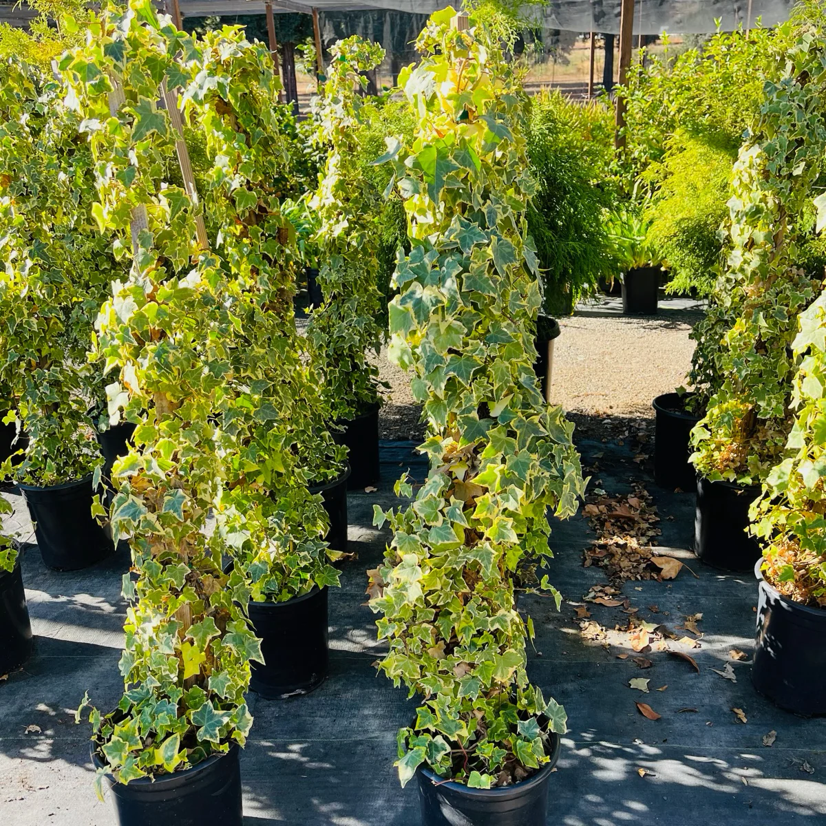 Gold Child Variegated English Ivy - Image 2
