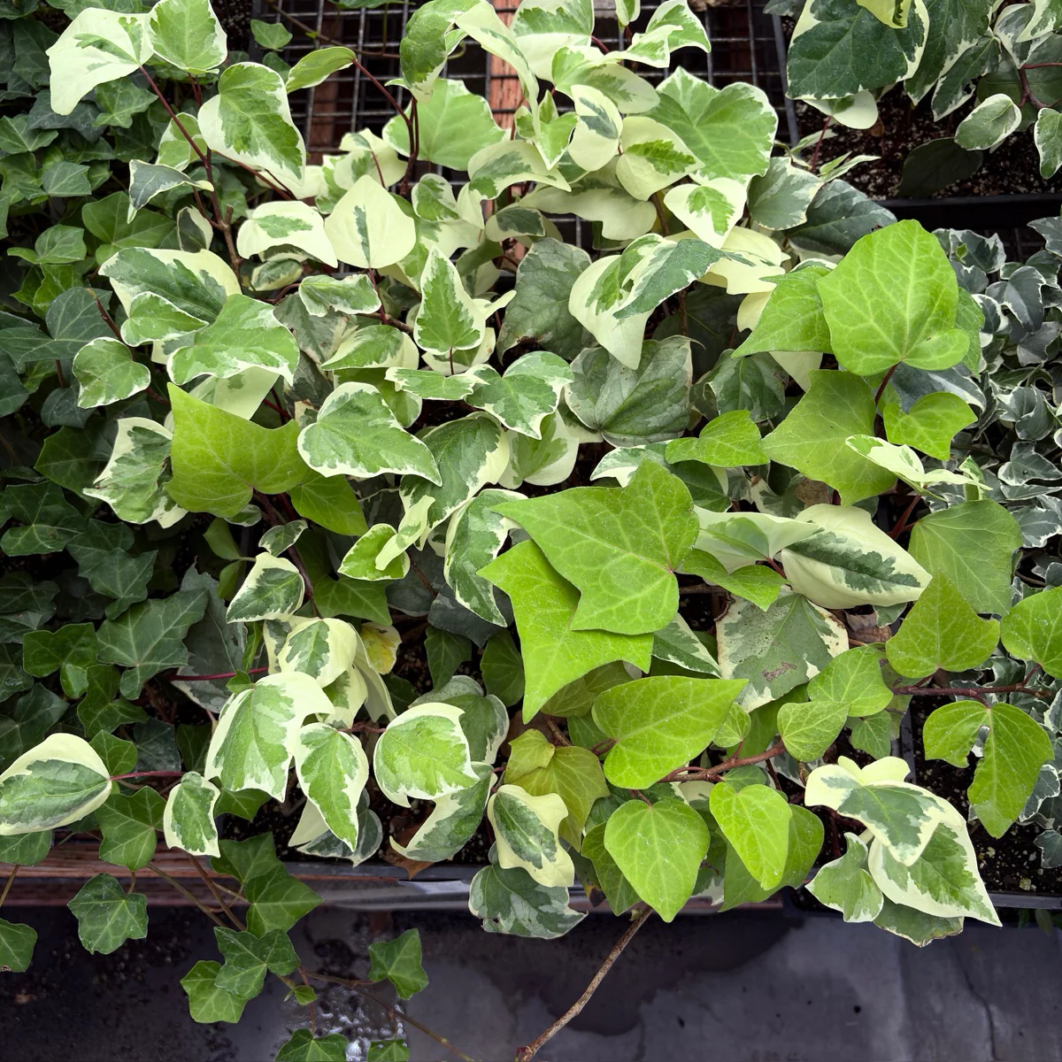 Gold Child Variegated English Ivy - Image 1