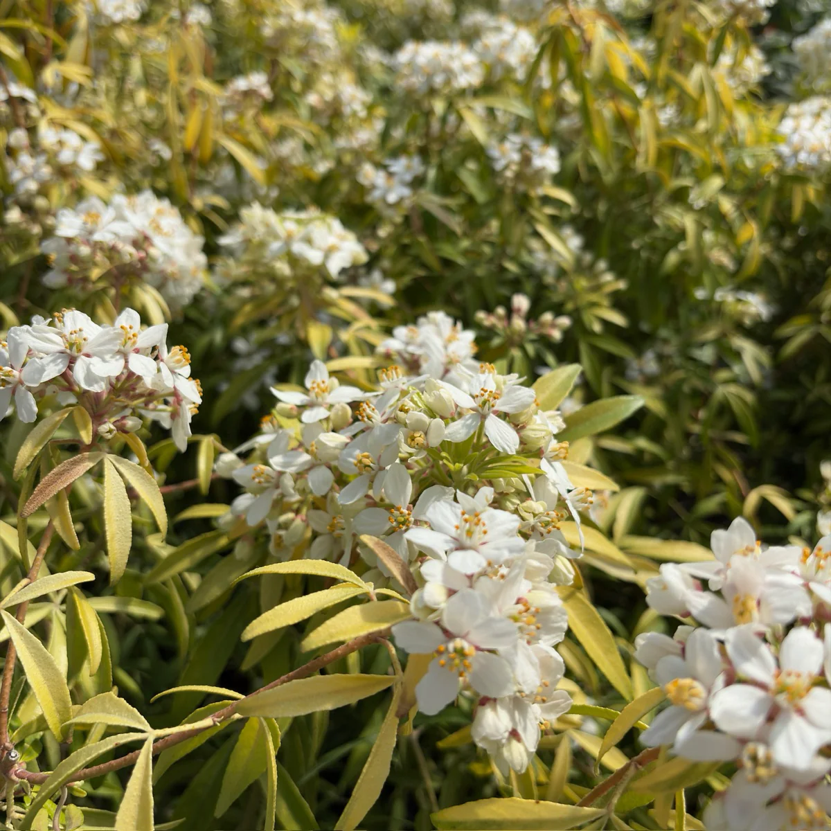 Gold Fingers Mexican Orange Blossom - Image 1