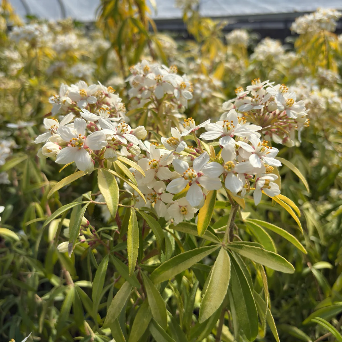 Gold Fingers Mexican Orange Blossom - Image 3