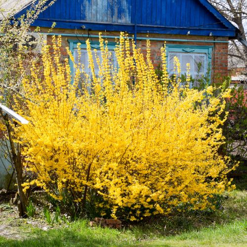Gold Forsythia - Image 1