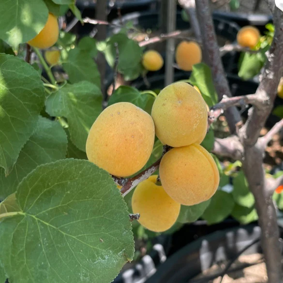Gold Kist Apricot - Image 2