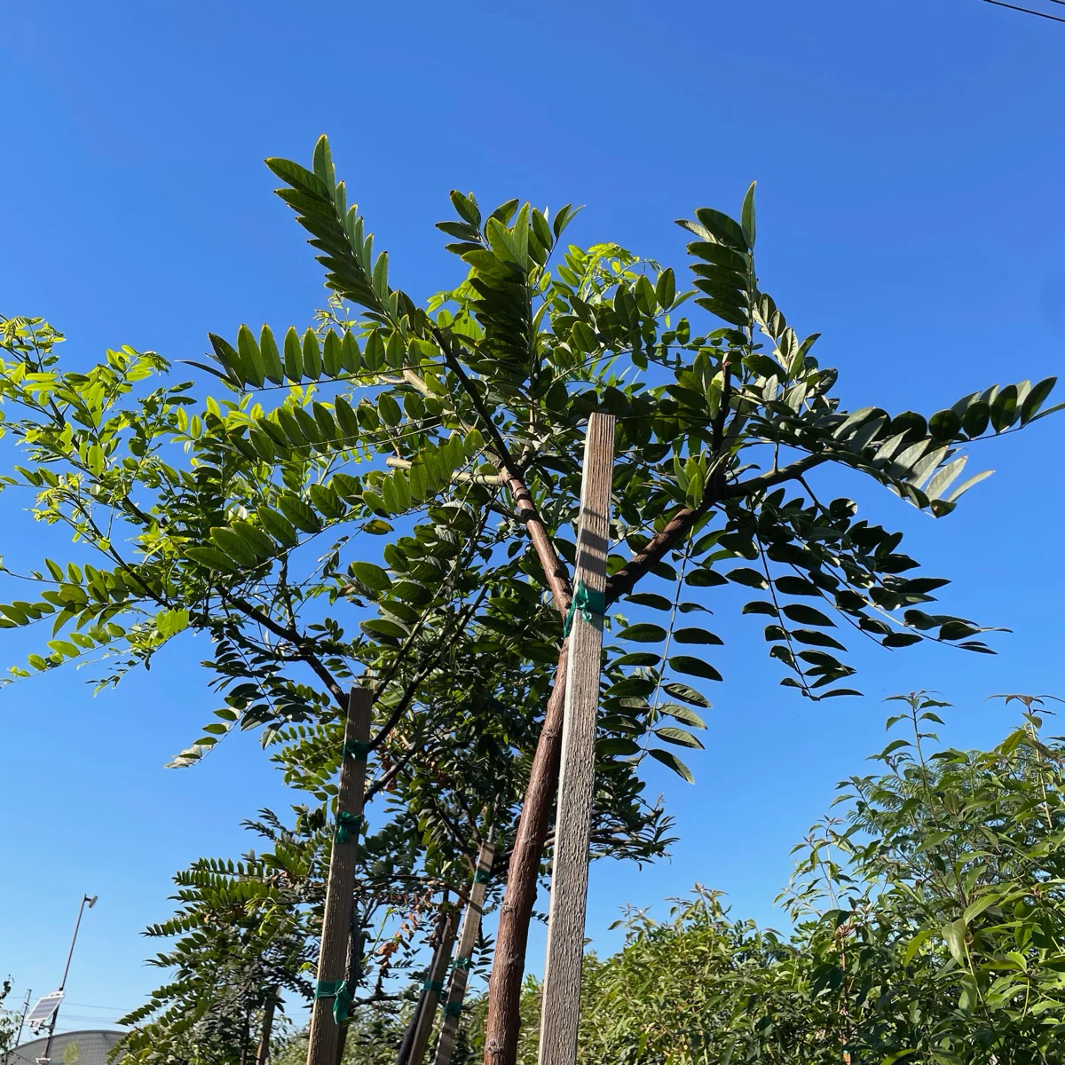 Gold Medallion Tree - Image 2
