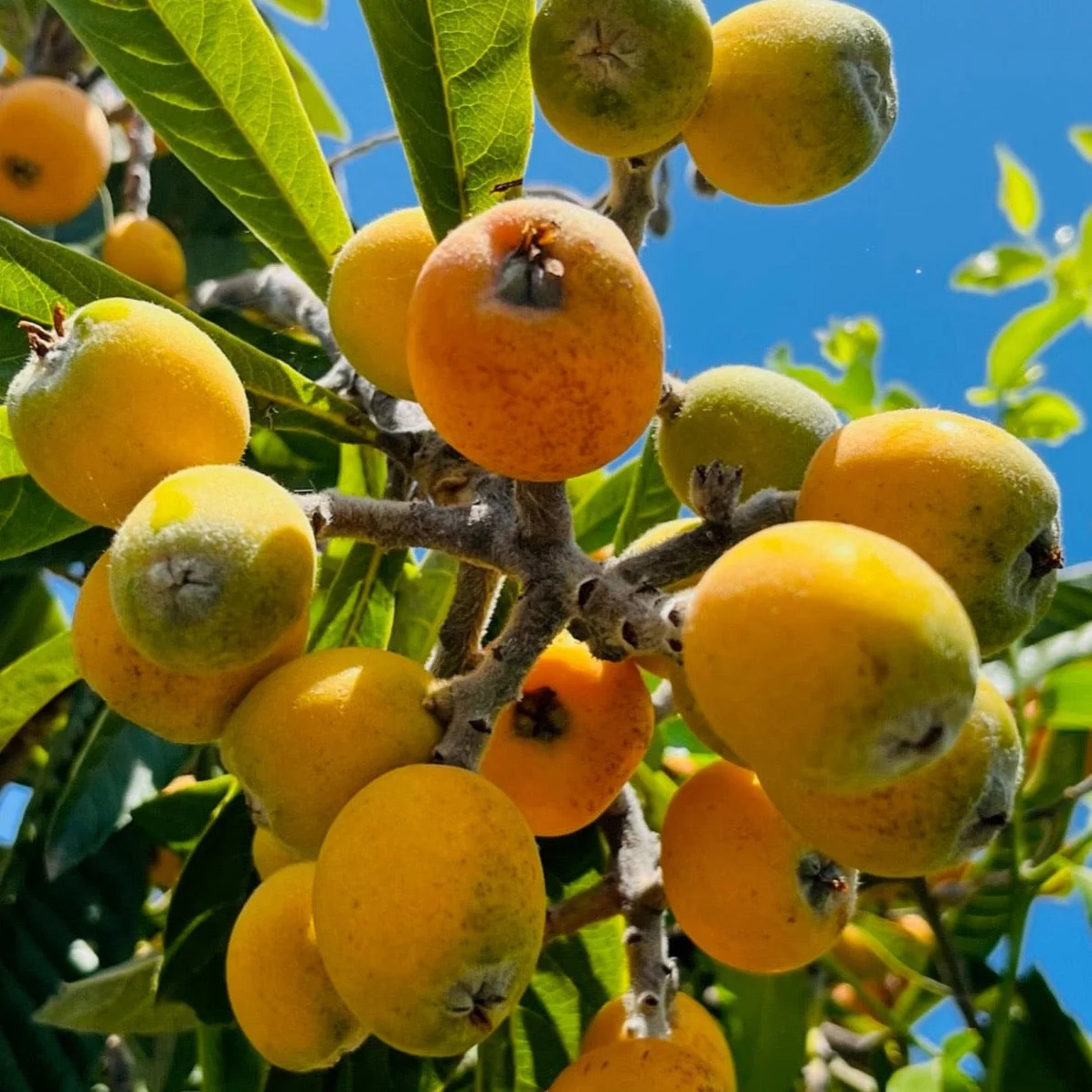 Gold Nugget Loquat Tree