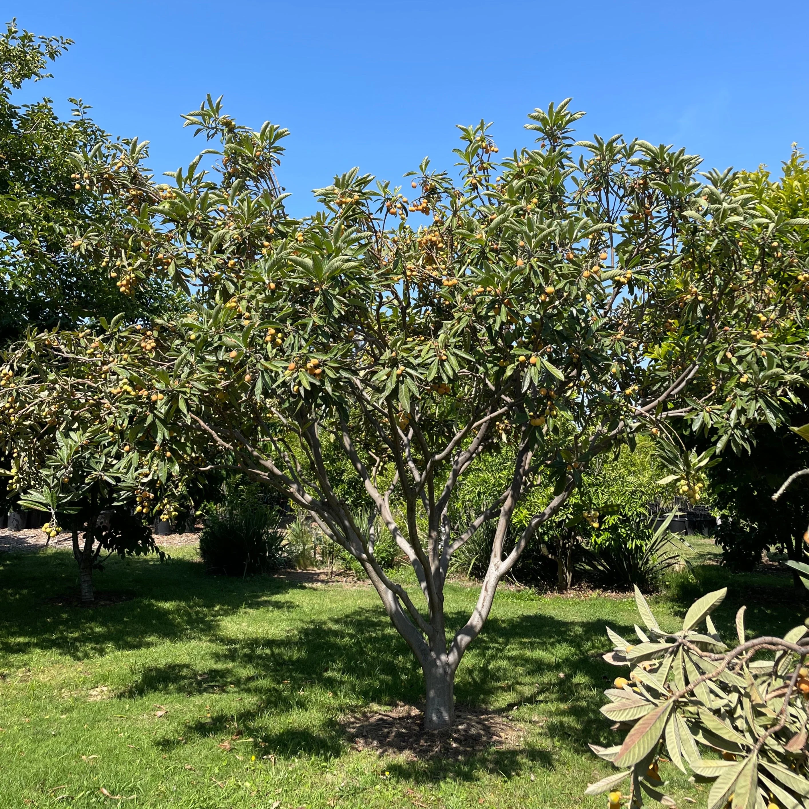 Gold Nugget Loquat Tree - Image 2