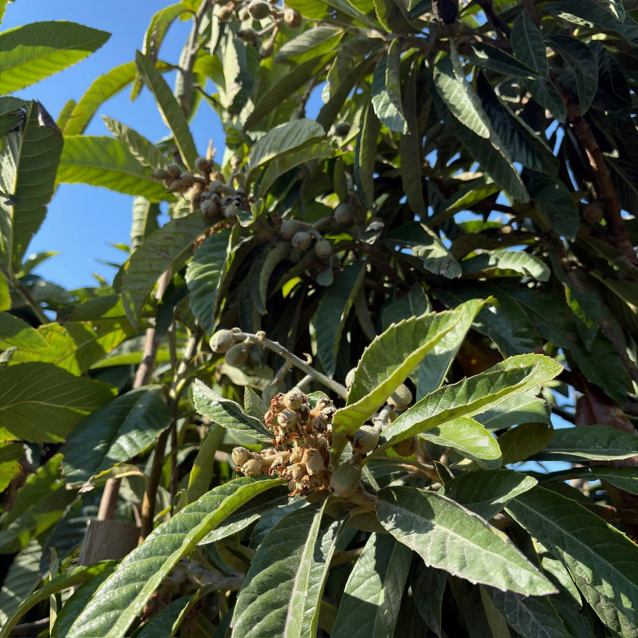Gold Nugget Loquat Tree - Image 3
