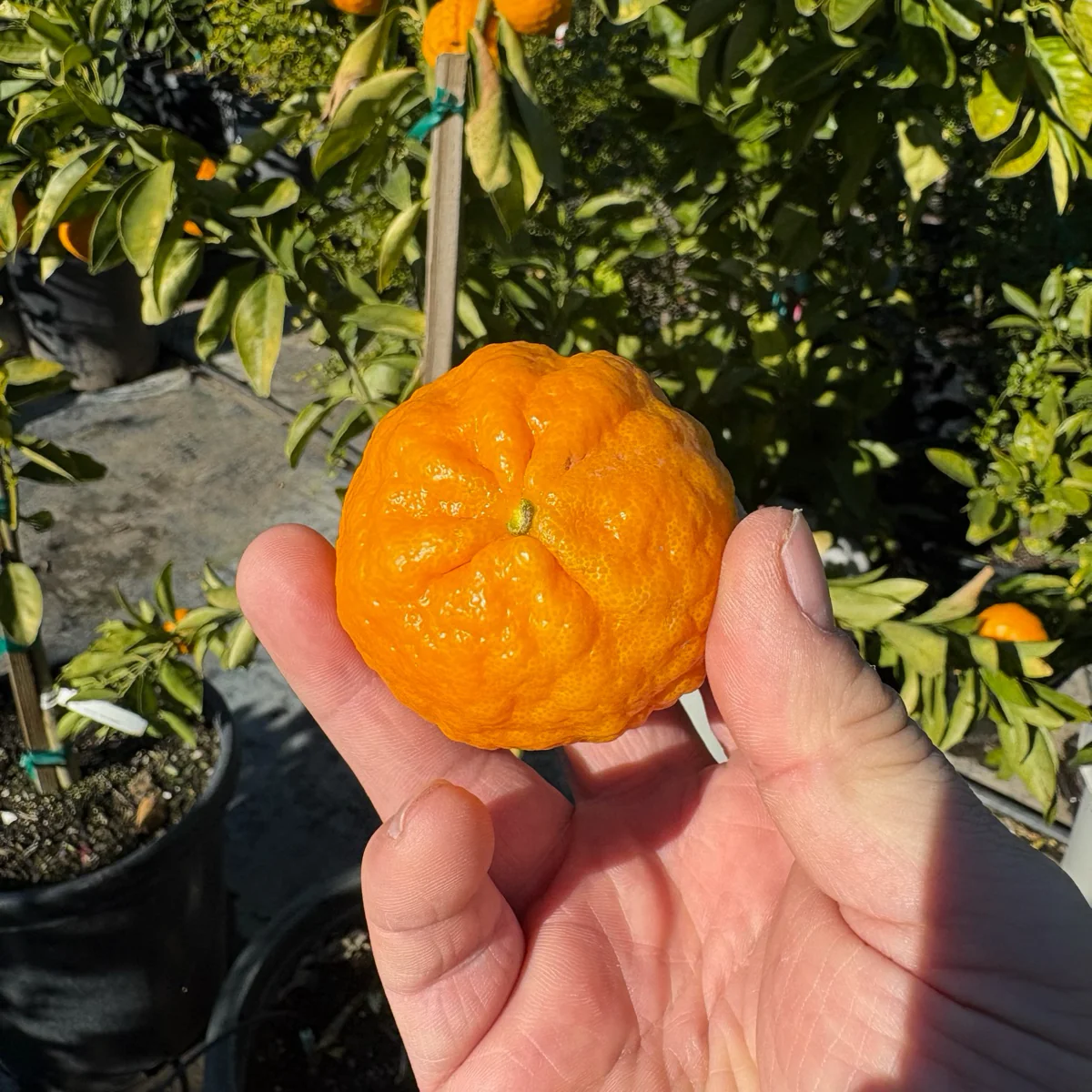 Gold Nugget Mandarin - Image 1