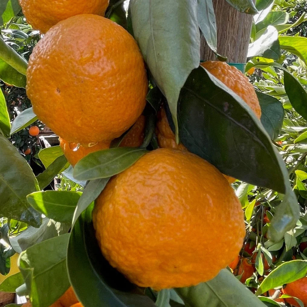 Gold Nugget Mandarin - Image 3