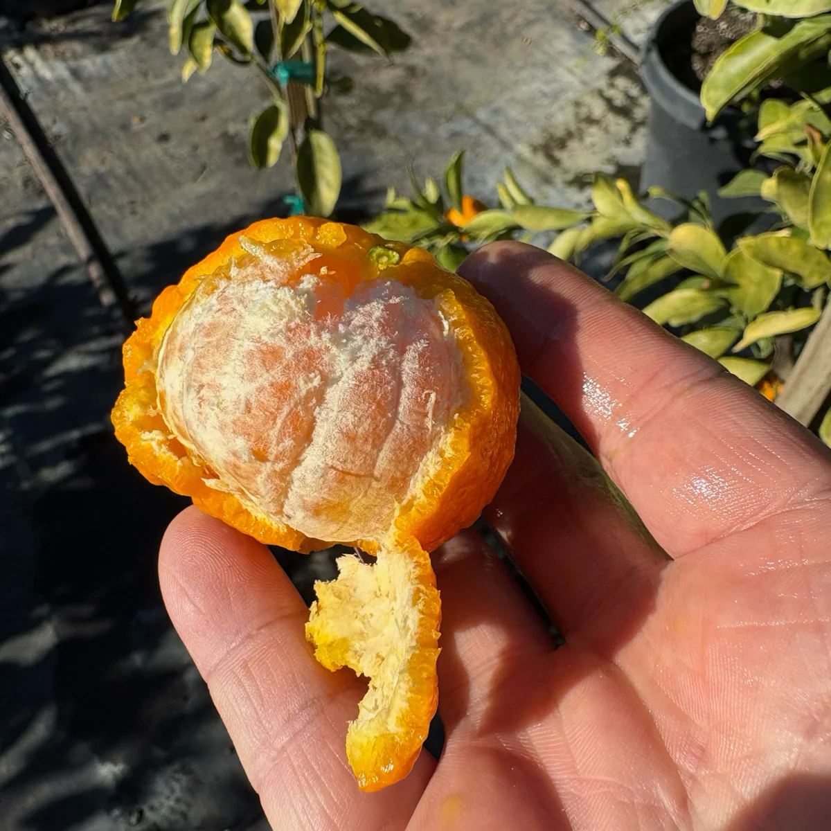 Gold Nugget Mandarin - Image 2