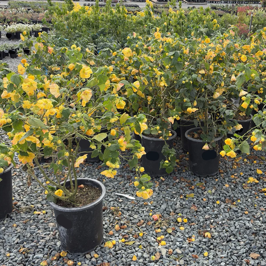 Golden Ballerina Flowering Maple - Image 2