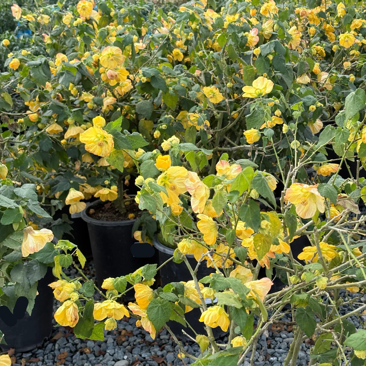 Golden Ballerina Flowering Maple - Image 3
