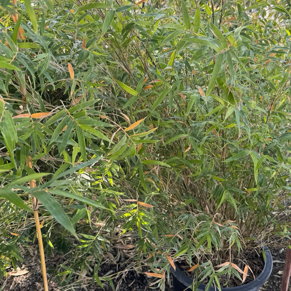 Golden Bamboo - Image 3
