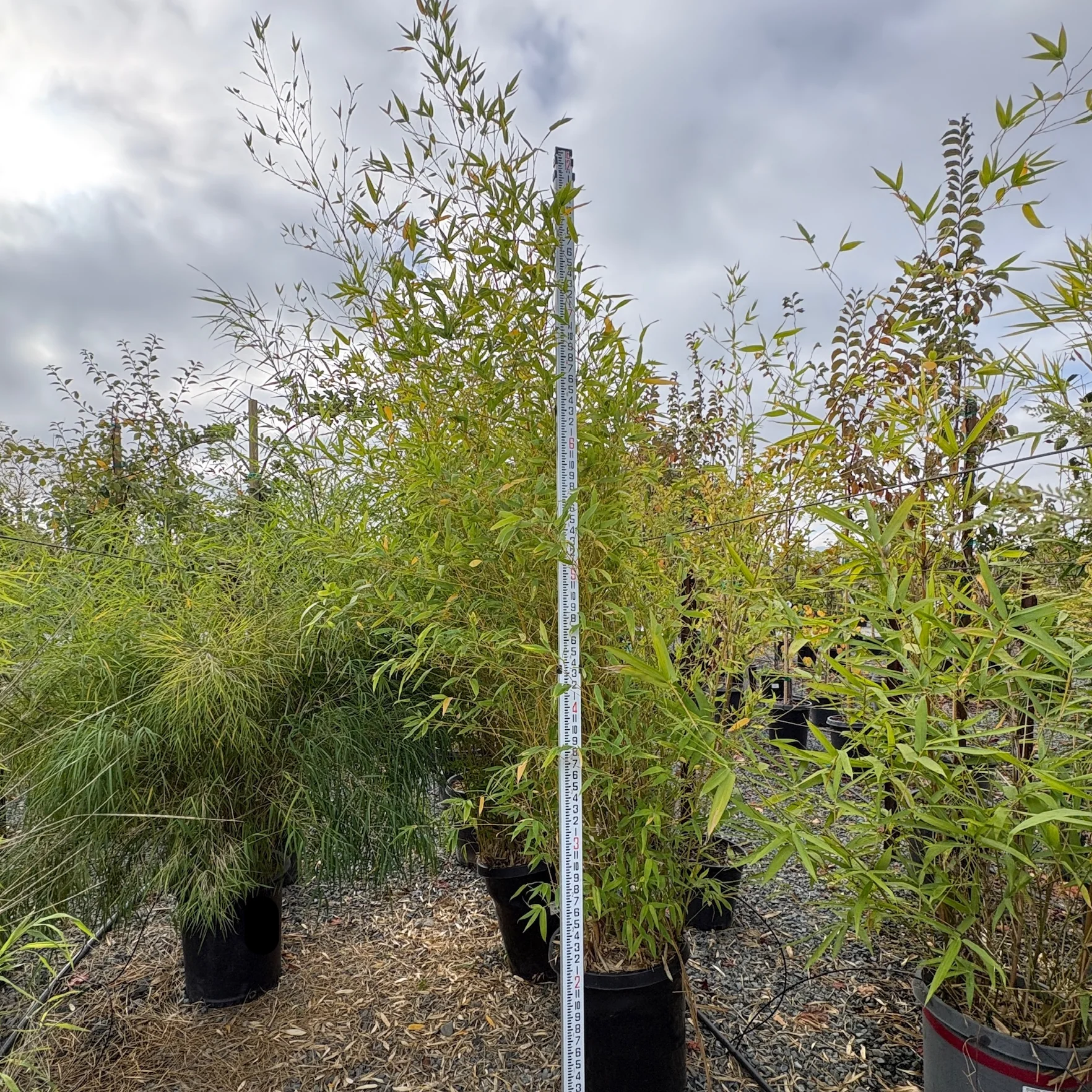 Golden Bamboo - Image 2