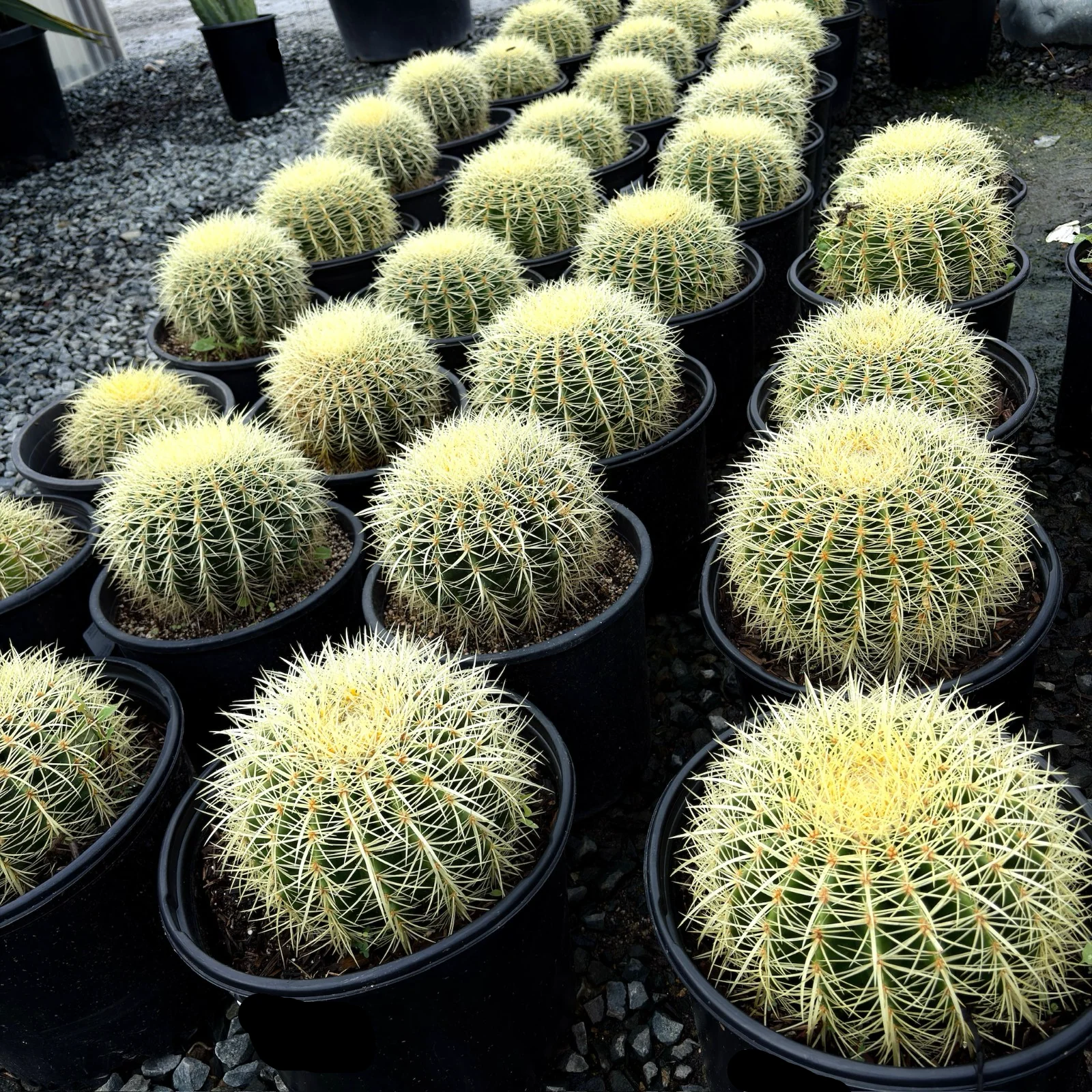 Golden Baned Cactus - Image 2