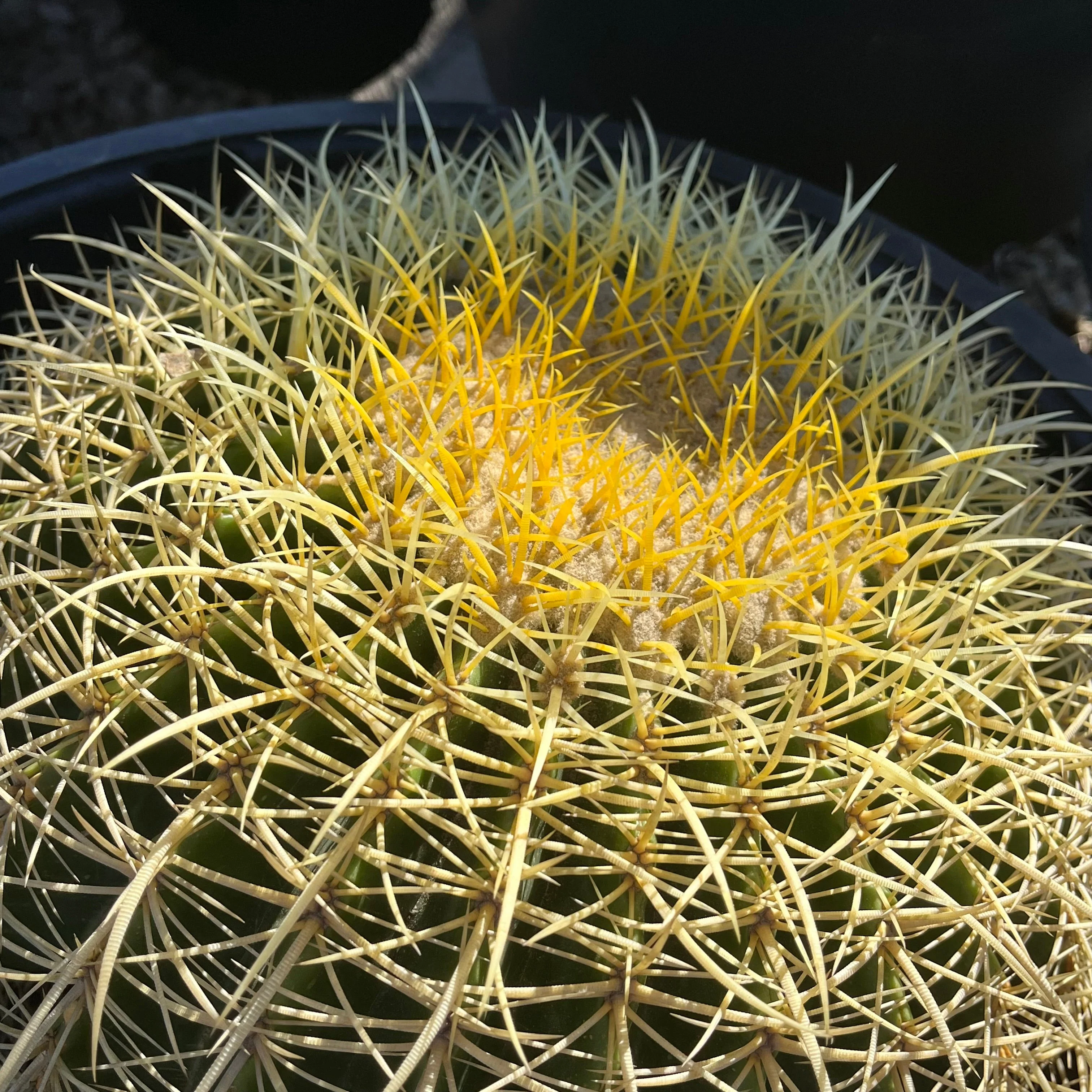 Golden Baned Cactus - Image 3