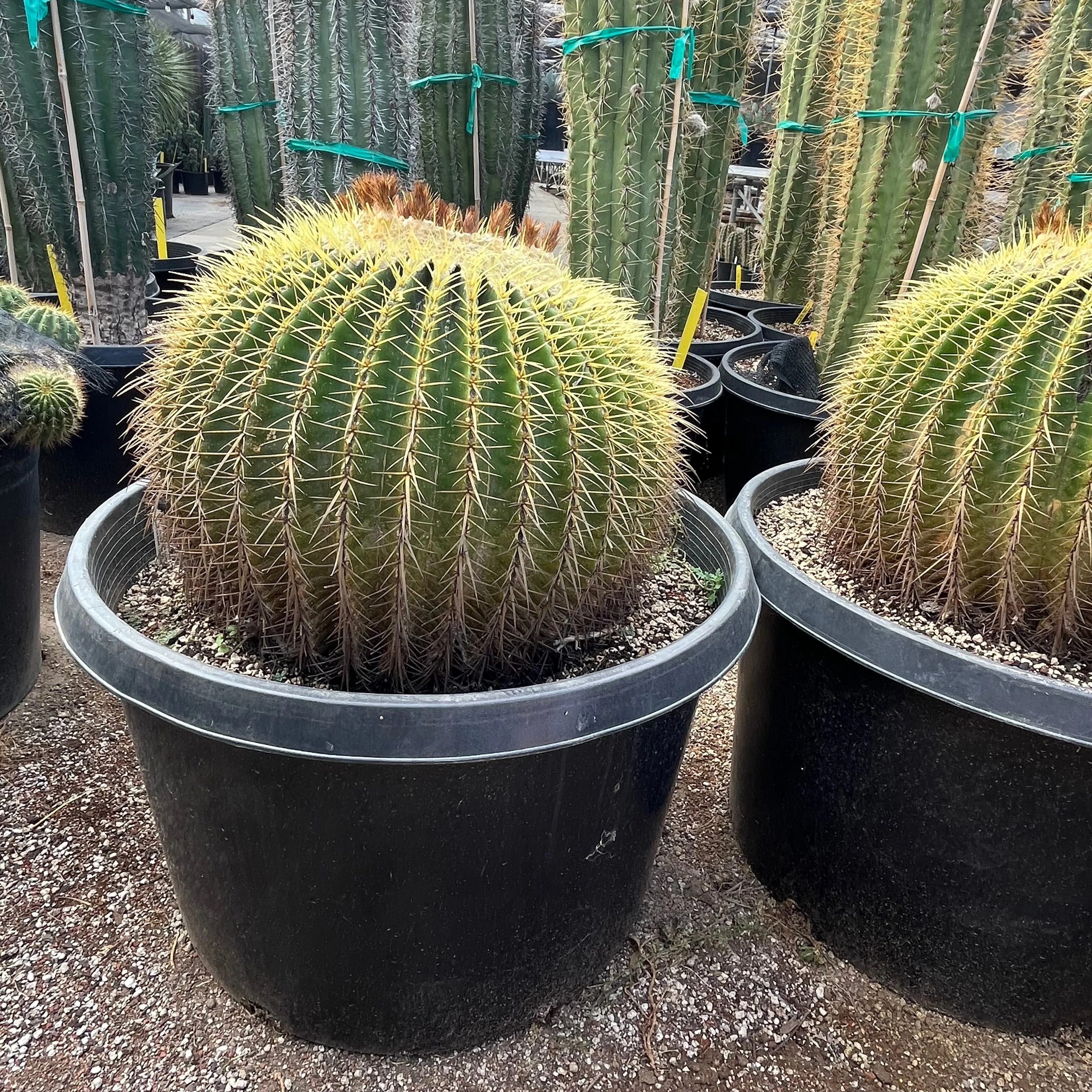 Golden Baned Cactus - Image 1