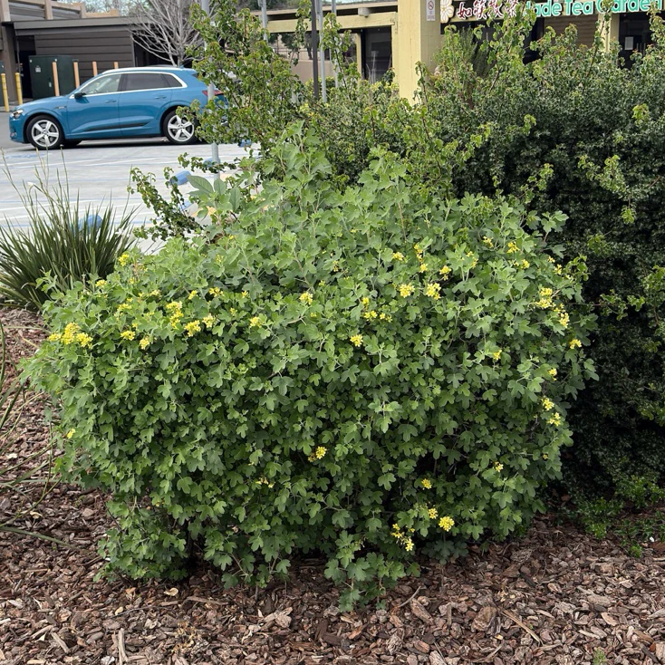 Golden Currant - Image 3