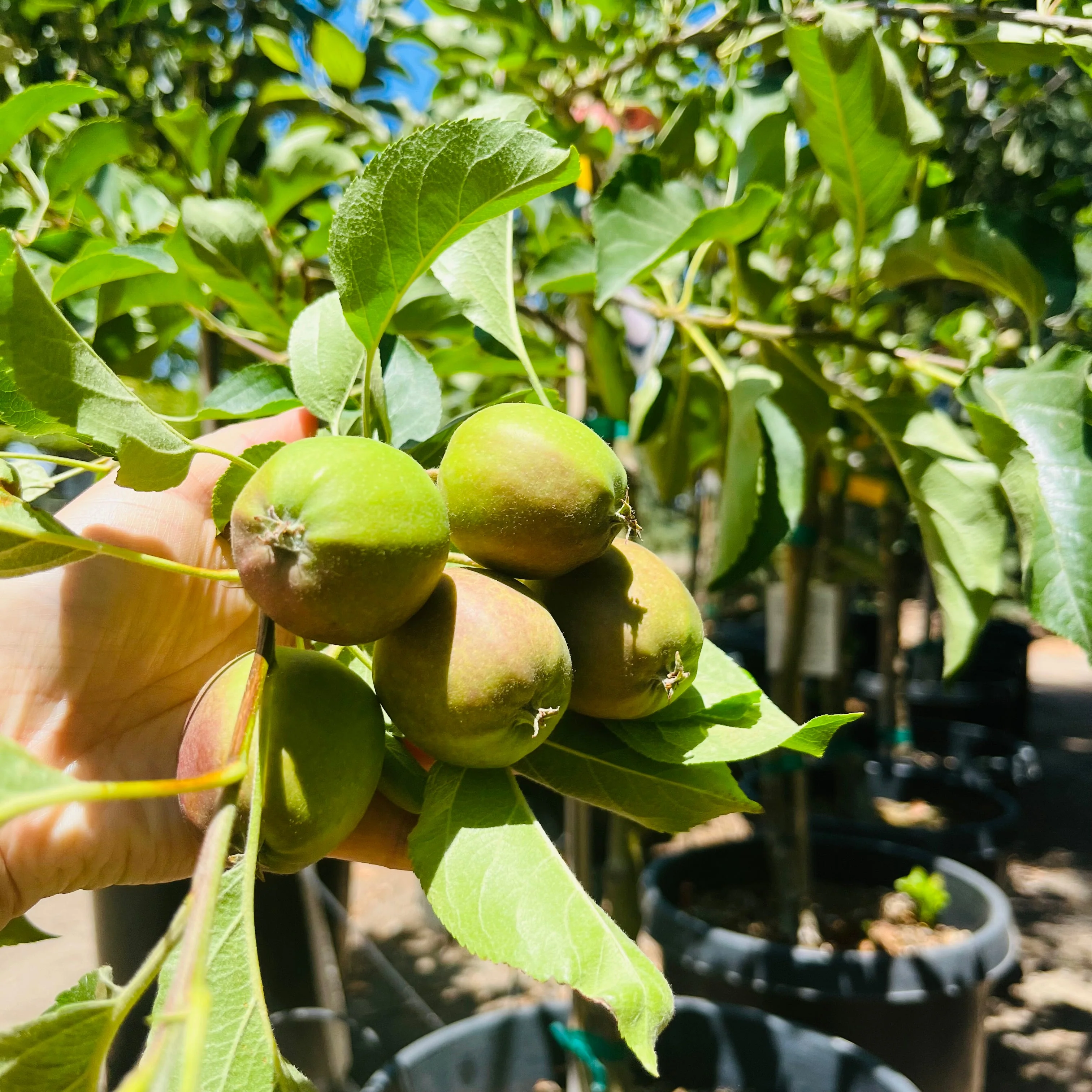 Golden Delicious Apple Tree