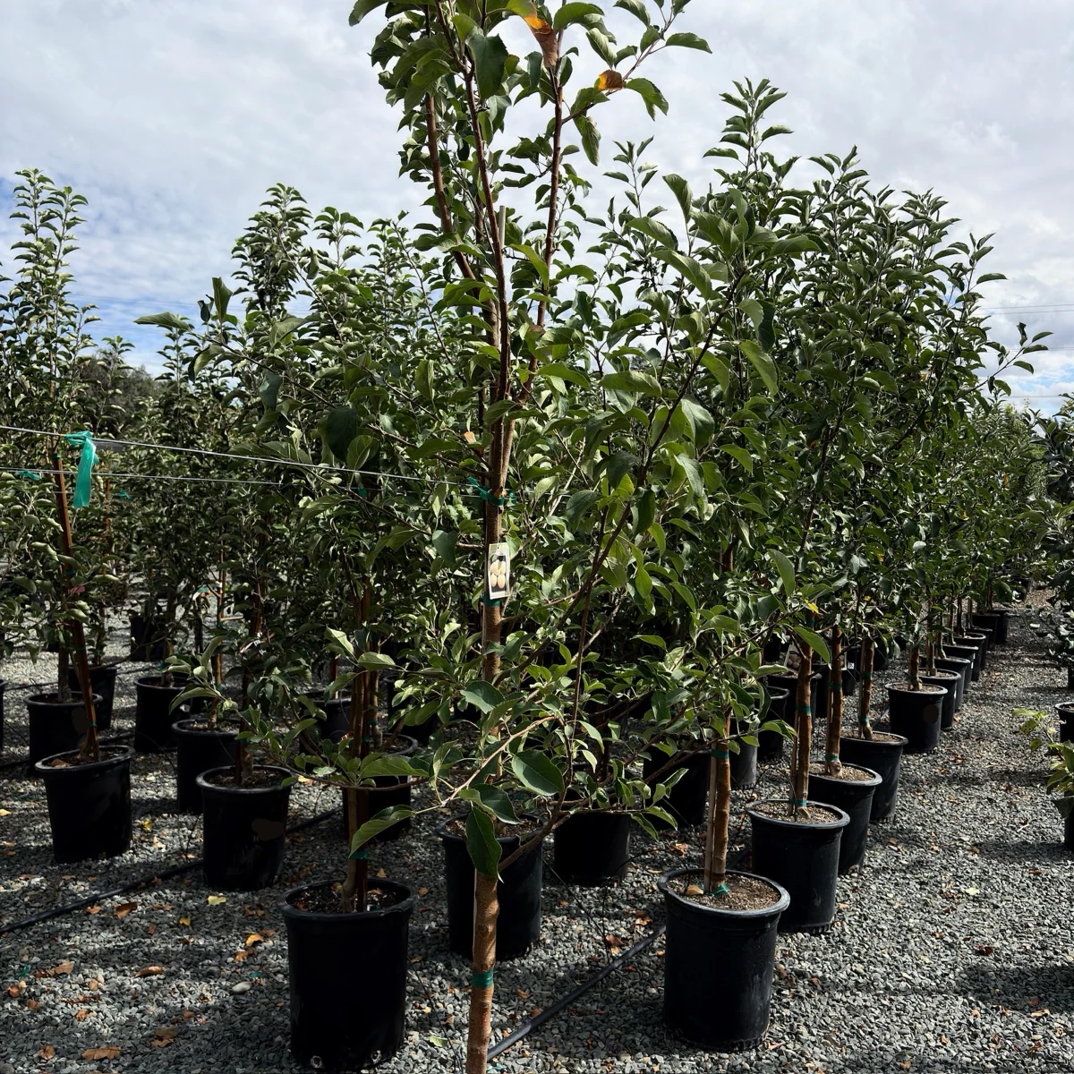Golden Delicious Apple Tree - Image 2