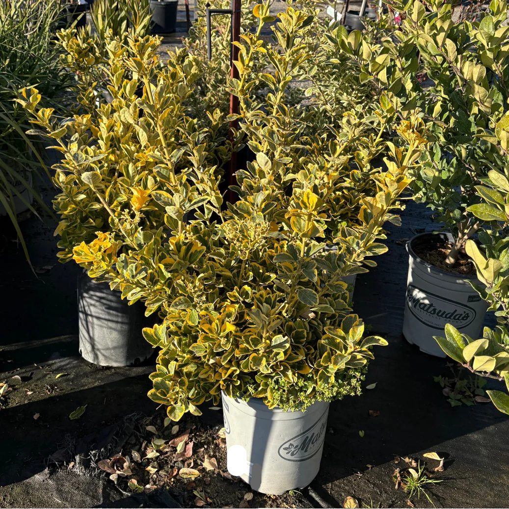 Golden Evergreen Euonymus - Image 1