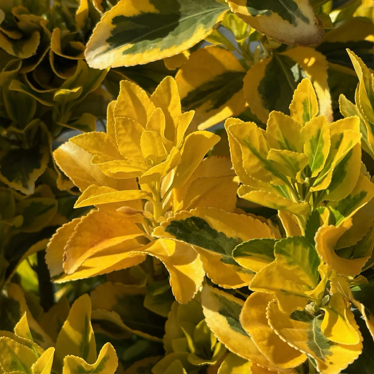 Golden Evergreen Euonymus - Image 2
