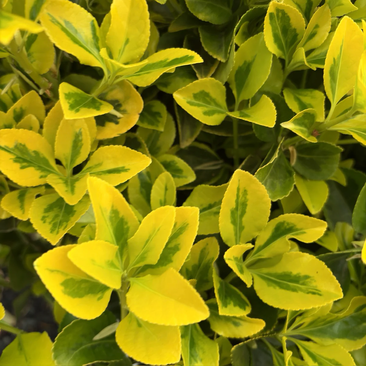 Golden Evergreen Euonymus - Image 3