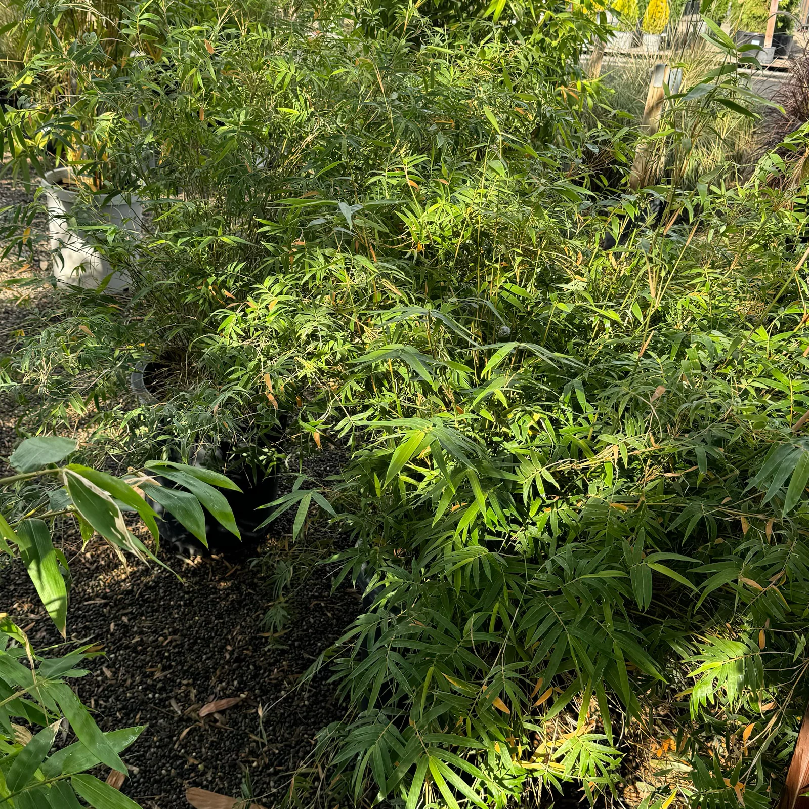 Golden Goddess Bamboo - Image 2