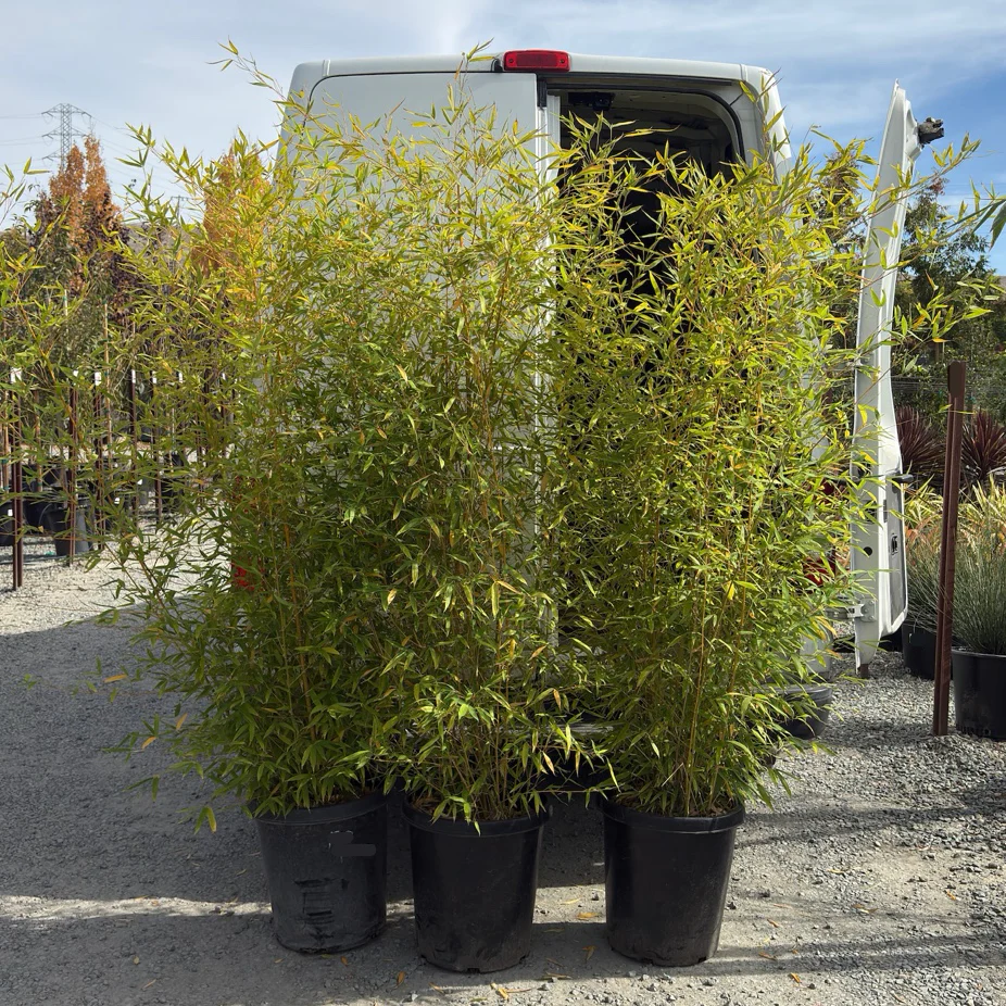 Golden Goddess Bamboo - Image 1