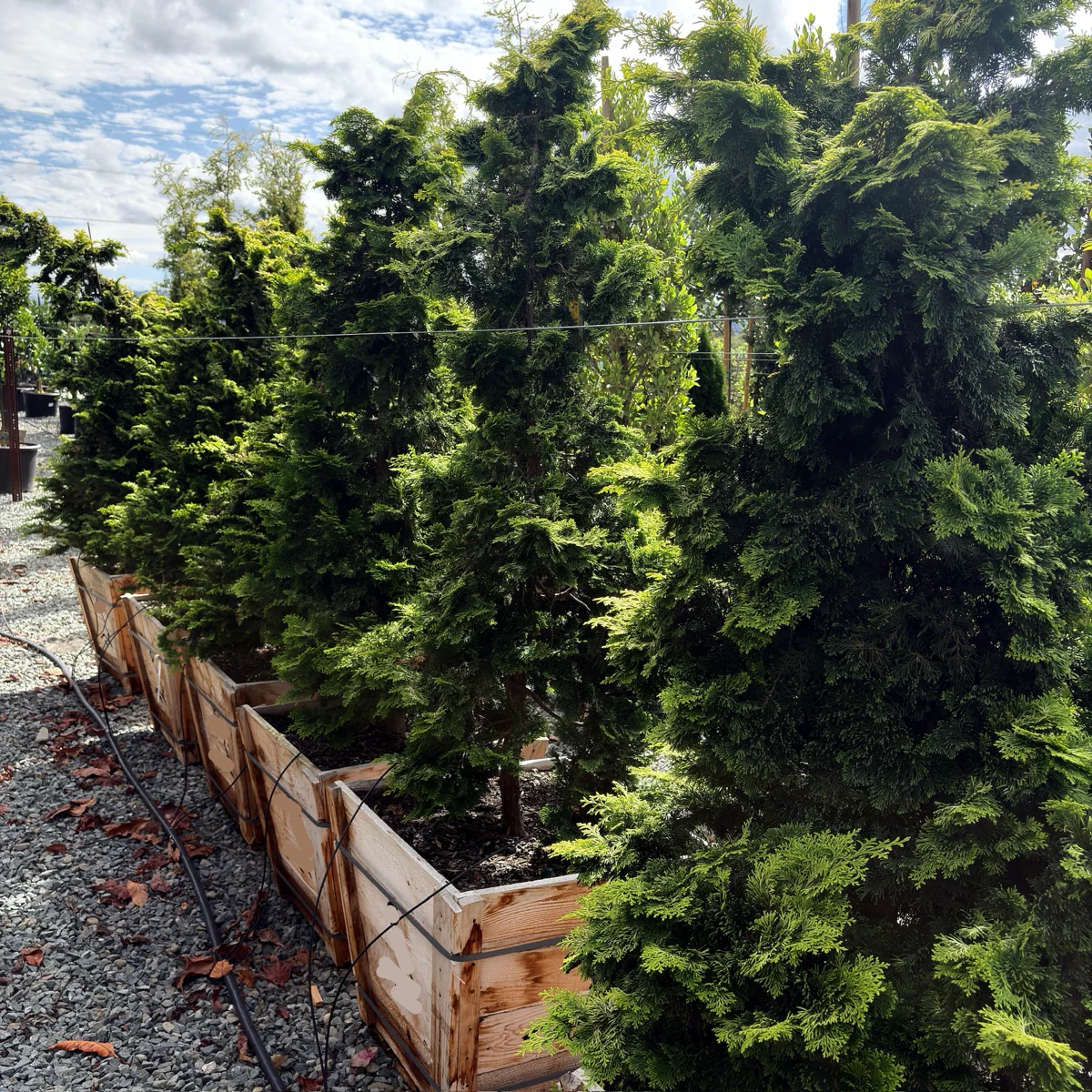 Golden Hinoki Cypress - Image 1